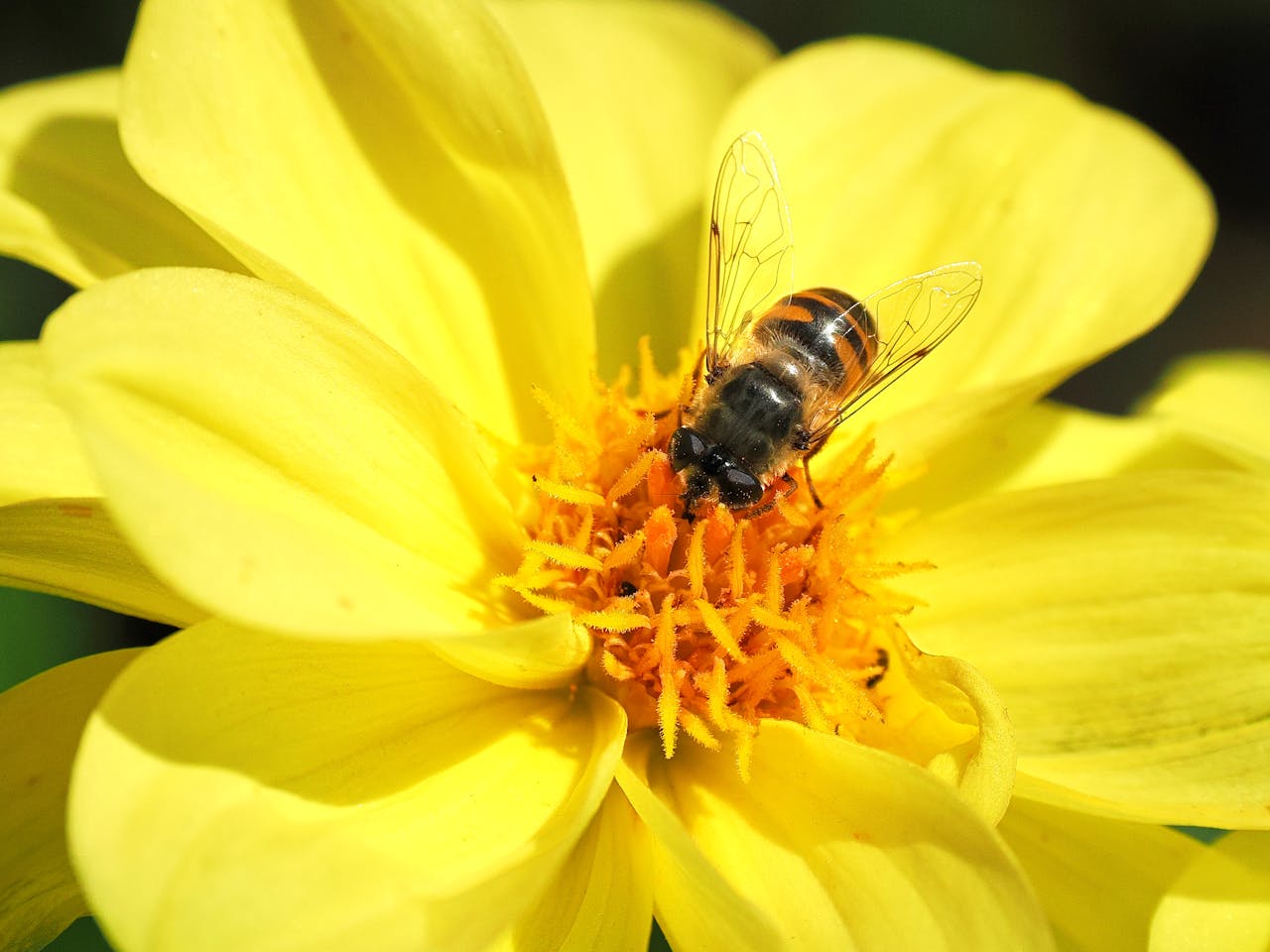 Hoverfly feeding on a yellow flower.